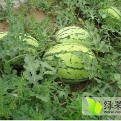 2015大荔西瓜值得出手