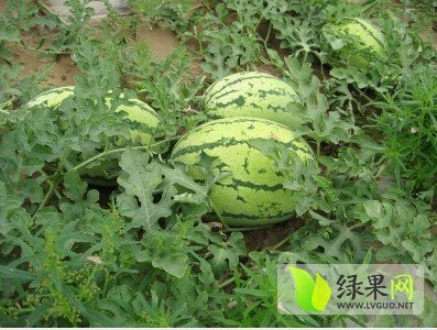 长花瓜价格