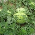 2015大荔西瓜值得出手