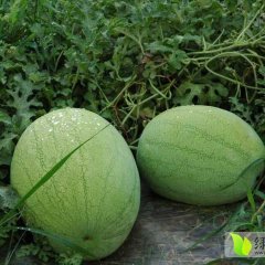 陕西大荔新红宝西瓜供应