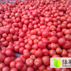 2016费县西红柿便宜了