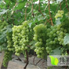 阳朔葡萄徐少强6月无核白葡萄