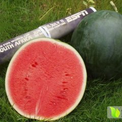 黑皮无籽西瓜