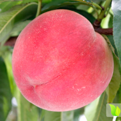 红不软蜜桃著名品种