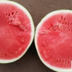 蒲城西瓜随行就市龙阳吕杰诚信合作