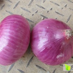 惠民大年虎生果蔬6月红皮洋葱