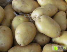 虎生果蔬荷兰十五号土豆新上市，出口级别，质
