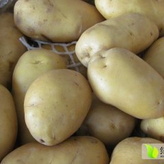 虎生果蔬荷兰十五号土豆新上市，出口级别，质