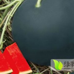 大荔西瓜随行就市,大华徐国芳诚信合作