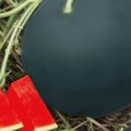 大荔西瓜随行就市,大华徐国芳诚信合作