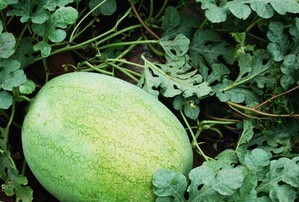 陕西大荔新红宝西瓜火爆招商中