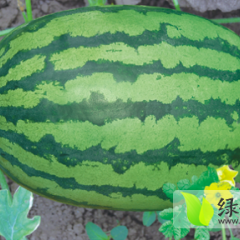 大荔大华徐国芳6月甜王系列西瓜