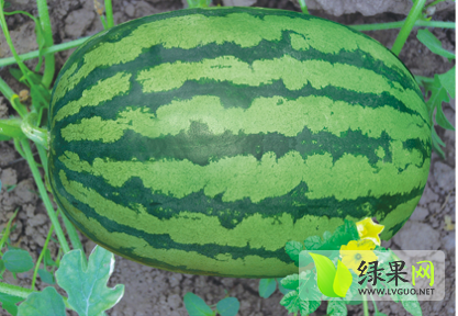 甜王系列价格