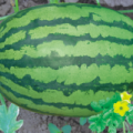 大荔大华徐国芳6月甜王系列西瓜