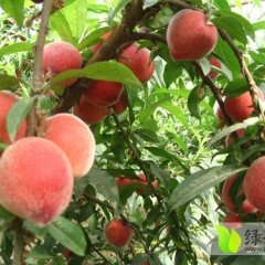 大荔蜜桃著名品牌,大华徐国芳诚信合作