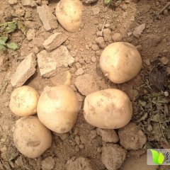 鲁山马楼张亚峰6月大西洋土豆