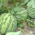 2015蒲城西瓜俏销大江南北