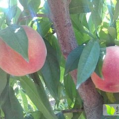 盐湖油桃随行就市王范王朋军诚信合作