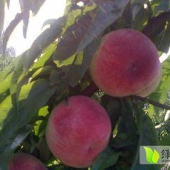 河南通许千亩突围桃成熟上市