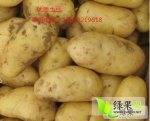 2016新乐土豆收购工作全面开展