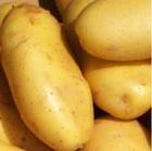 河南开封通许晚土豆上市。