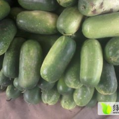 青州东夏小冬瓜大量上市 欢迎前来收购