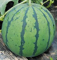 大荔西瓜名优产品,范家翟军峰诚信合作