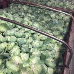 武昌白沙牛少6月京丰甘蓝