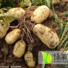 开封通许荷兰十五土豆
