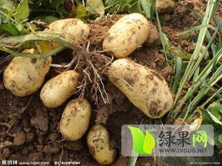 2015年河南通许荷兰十五价格