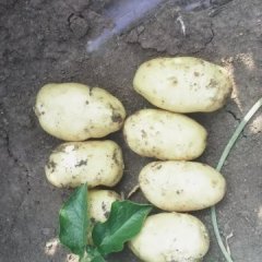 2015平度土豆走过路过不要错过