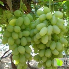 大荔街道马云龙6月维多利亚葡萄