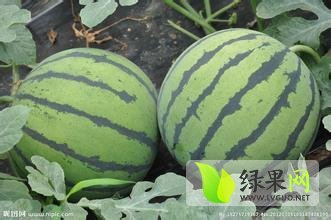 2015安平西瓜低价出售了