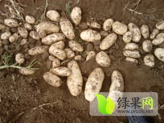 2015年河北沽源荷兰十五价格