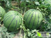 麒麟西瓜价格