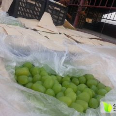 大荔同洲朱良喜6月大棚青提葡萄