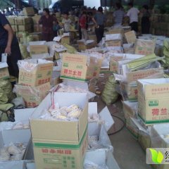 山东肥城荷兰十五土豆价格适宜