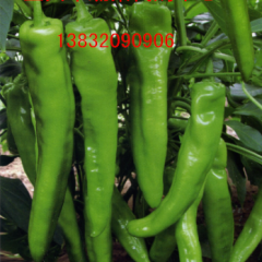 河北南大堡蔬菜批发市场精品羊尖椒