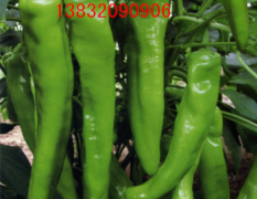 河北南大堡蔬菜批发市场精品羊尖椒
