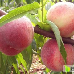 滕州蜜桃质量上乘,柴胡彭利诚信合作