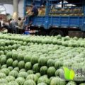 惠民麻店赵洪杰6月花皮无籽西瓜