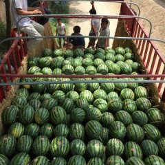  陕 西 蒲 城 西 瓜