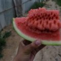 山东齐河丰乐一号西瓜逐渐升温