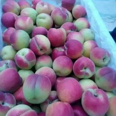 陕西大荔桃子西瓜是名优特产