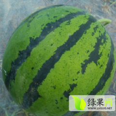 2015正定西瓜收购工作全面开展