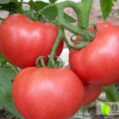 2015博爱西红柿再不来就没机会了！