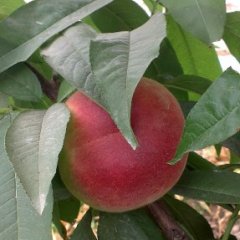 大荔蜜桃营养丰富,范家焦锋诚信合作