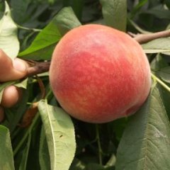 陕西大荔郑二桃蜜桃随行就市