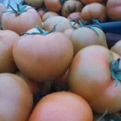 昌邑西红柿假一赔十都昌孙晓梅诚信合作