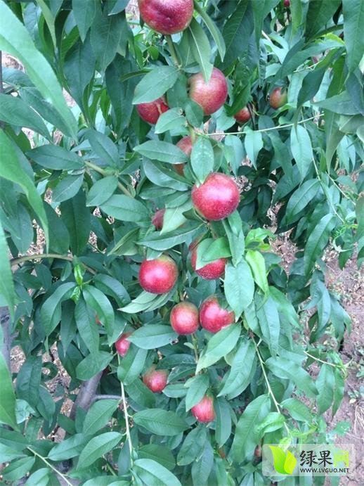 2015年陕西大荔中油5号价格